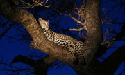 Leopard at sunrise for web sitejpg