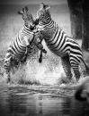 Zebras..