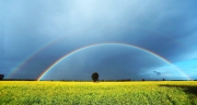 Rianbow-over-Canola-Field..